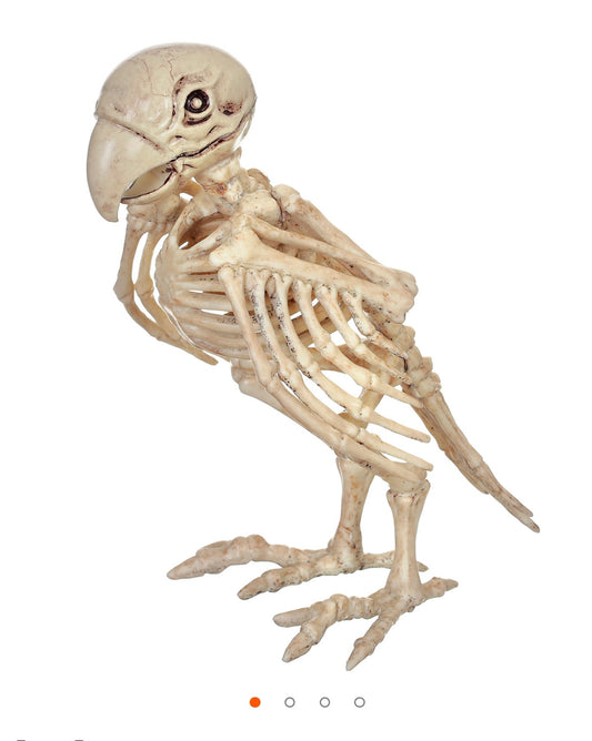 Skeleton Parrot Prop